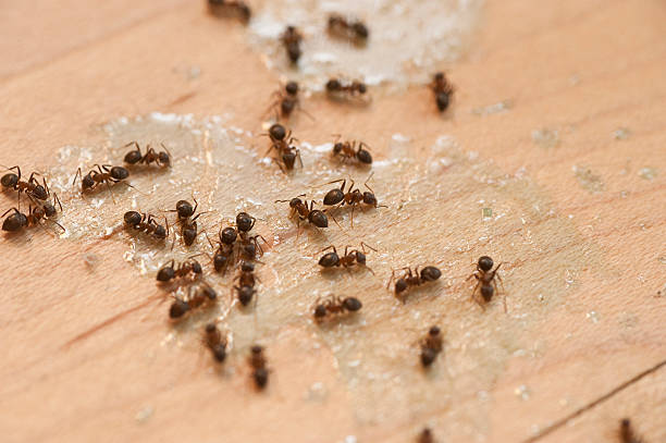 Best Residential Pest Control  in Waldo, FL